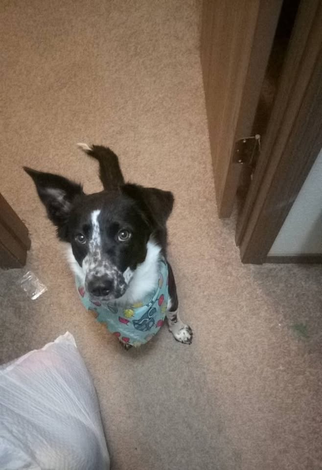 LOST PET - Nanakuli, Oahu | Stolen Stuff Hawaii