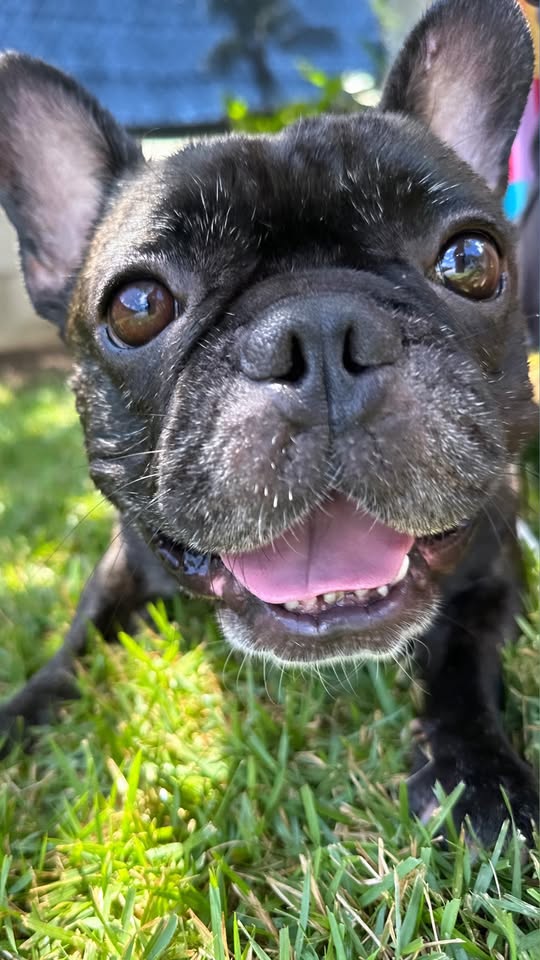 LOST PET - Makau Street, Hawaii Kai, Oahu | Stolen Stuff Hawaii