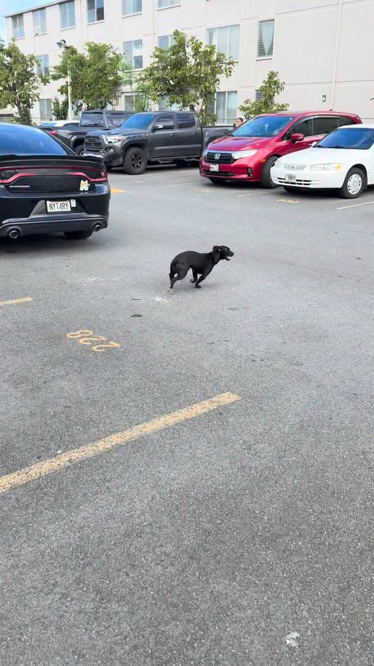ANIMAL SIGHTING - Bishop Gardens, Kalihi, Honolulu | Stolen Stuff Hawaii