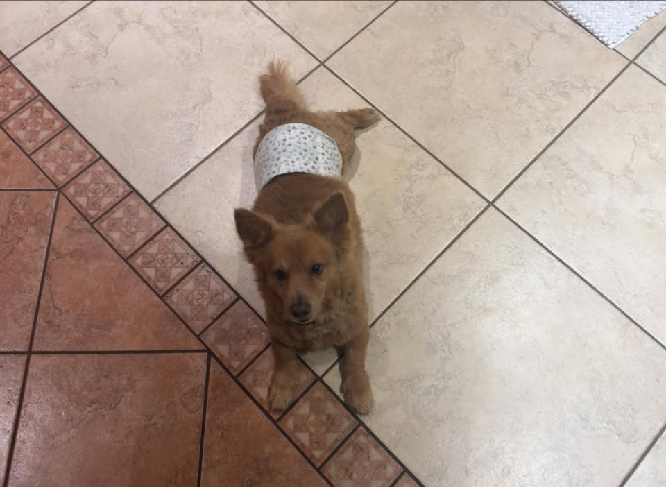 LOST PET - Wahane Street, Kapolei | Stolen Stuff Hawaii