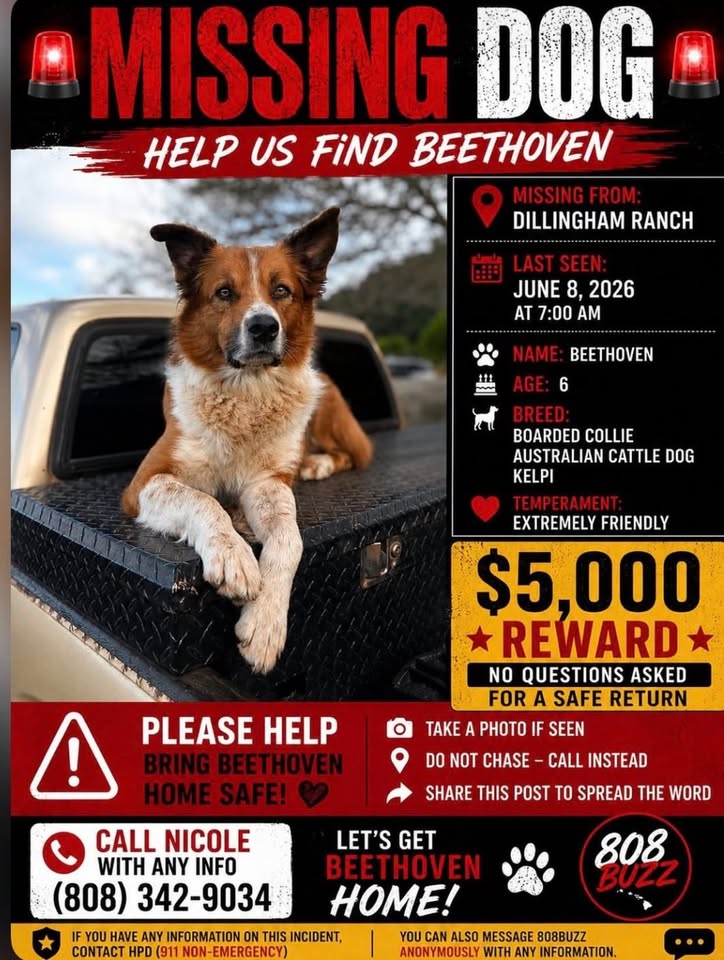 LOST PET - Unknown | Stolen Stuff Hawaii