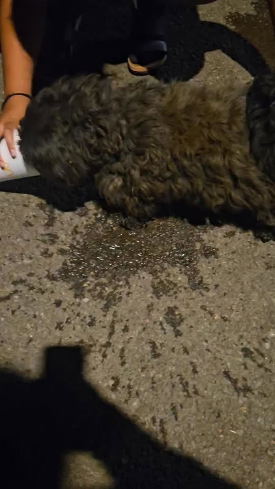 FOUND PET - Unknown | Stolen Stuff Hawaii