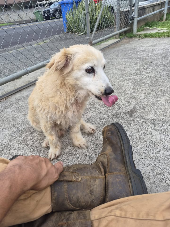 ANIMAL SIGHTING - Haiku Village area, Kaneohe, Oahu | Stolen Stuff Hawaii