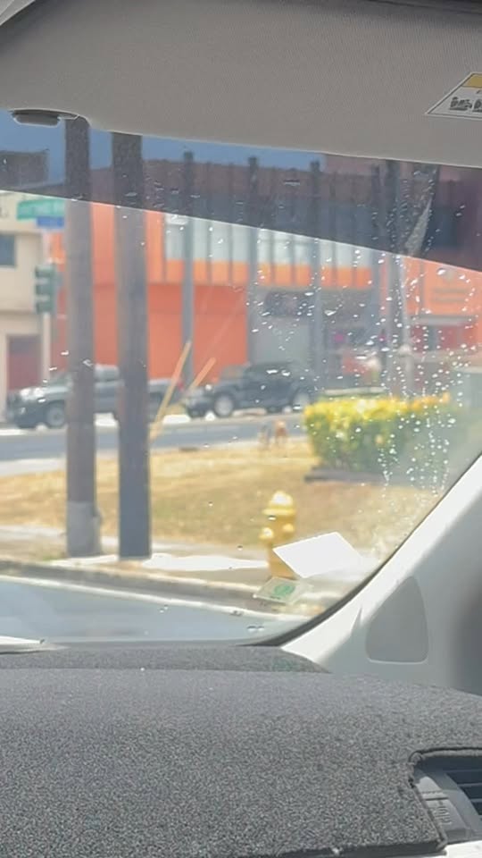 ANIMAL SIGHTING - Liliha Drive, First Hawaiian Bank, Honolulu | Stolen Stuff Hawaii