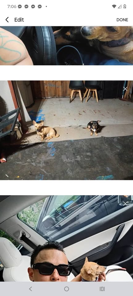 LOST PET - Unknown | Stolen Stuff Hawaii