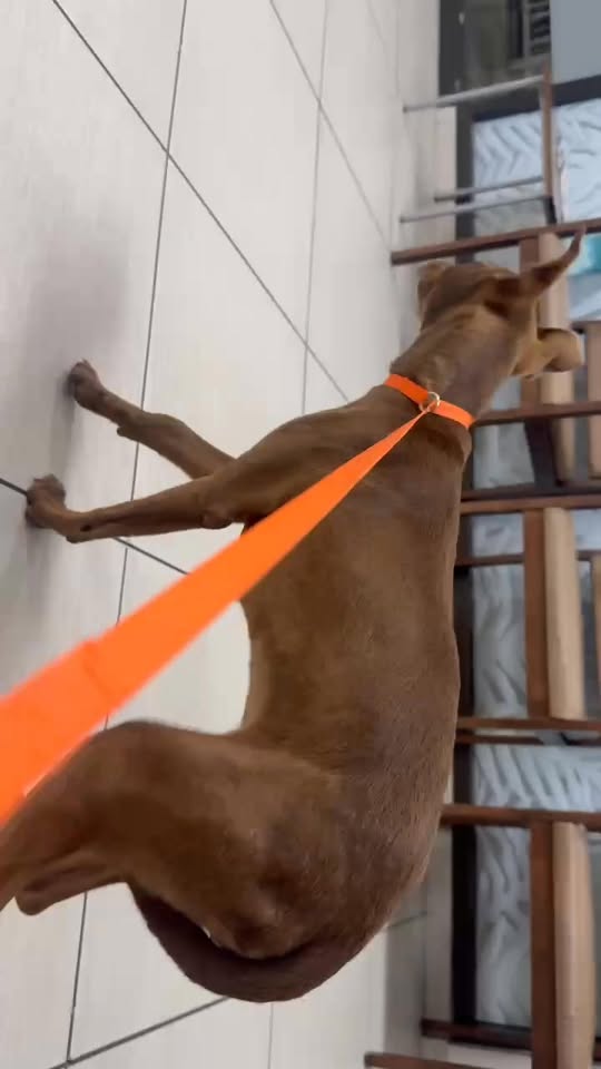 FOUND PET - Unknown | Stolen Stuff Hawaii