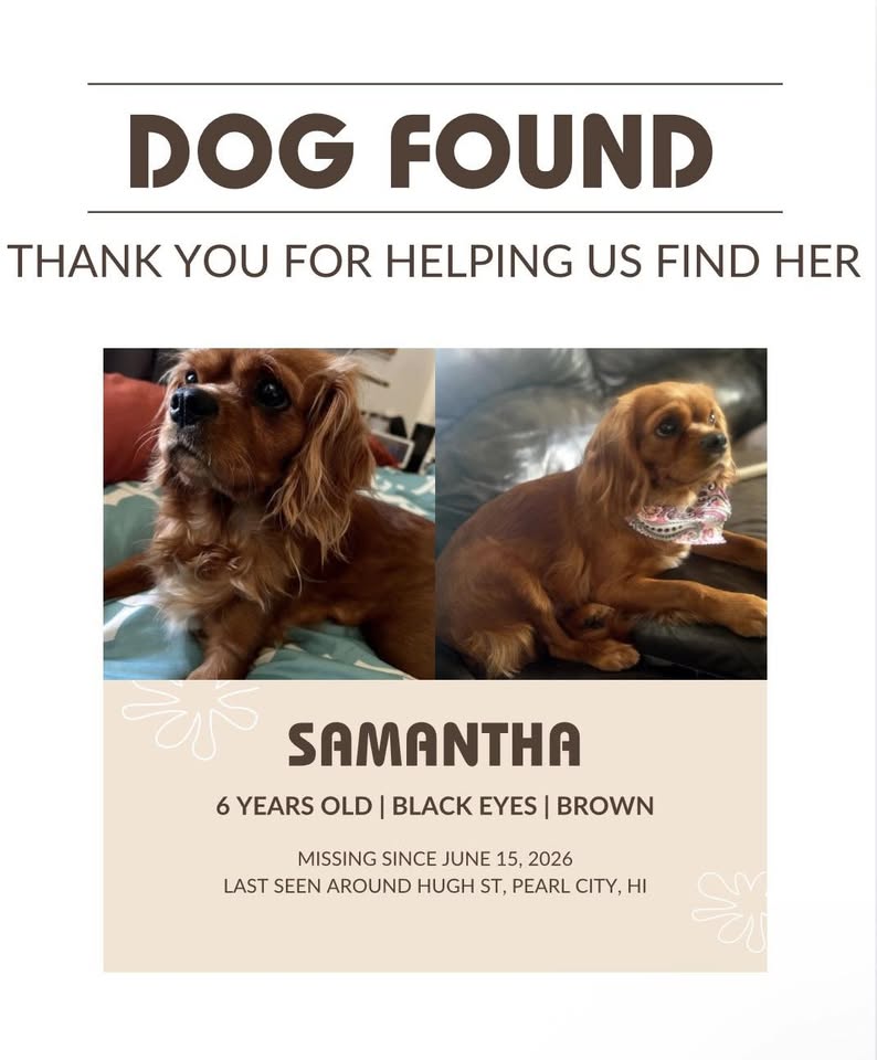 FOUND PET - Unknown | Stolen Stuff Hawaii
