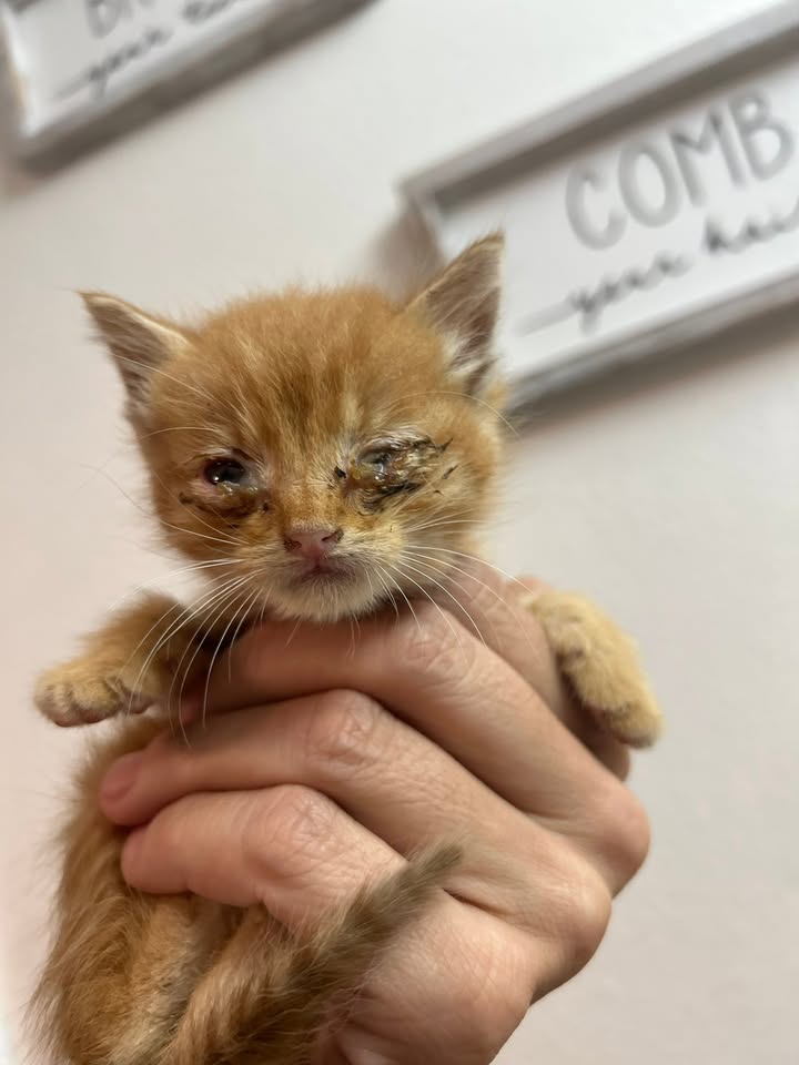 FOUND PET - Unknown | Stolen Stuff Hawaii