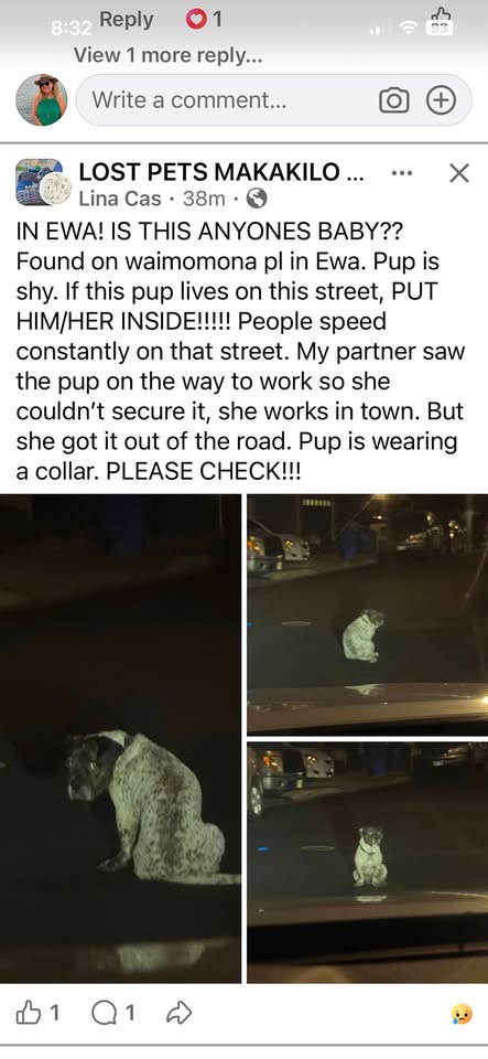 FOUND PET - Ewa, Oahu | Stolen Stuff Hawaii