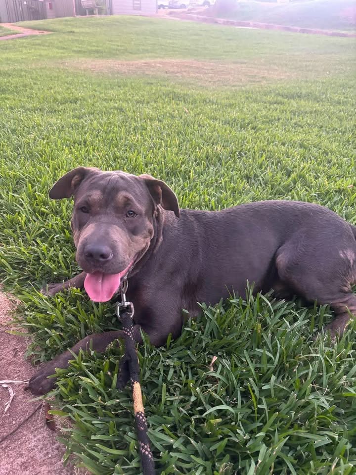 FOUND PET - Mauka Lani Elementary, Makakilo, Oahu | Stolen Stuff Hawaii