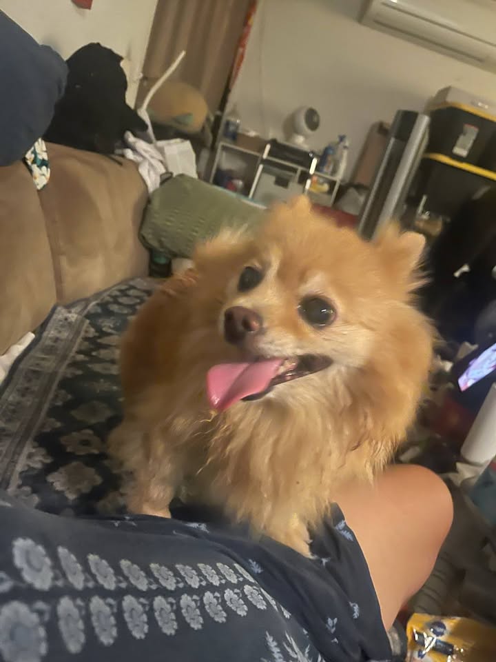 FOUND PET - Kapahulu Avenue, Honolulu, Oahu | Stolen Stuff Hawaii