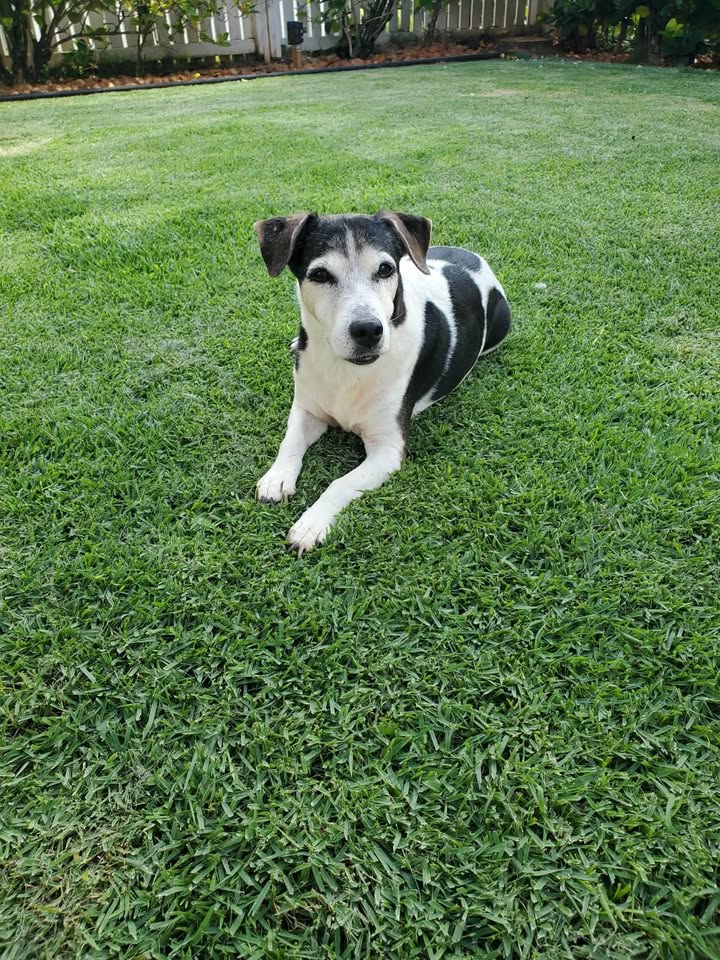 LOST PET - Waikele Greens, Pearl City, Oahu | Stolen Stuff Hawaii