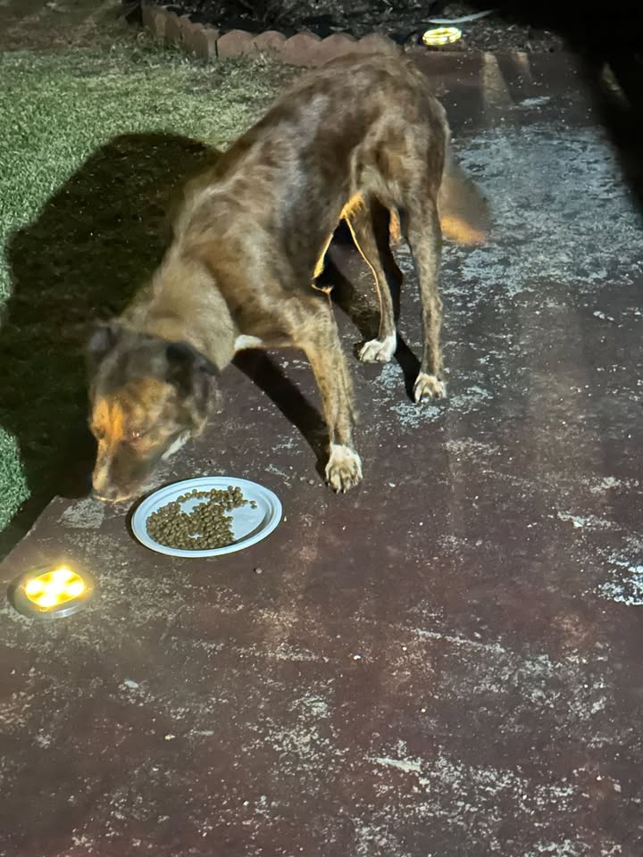 FOUND PET - Mililani town, Oahu | Stolen Stuff Hawaii