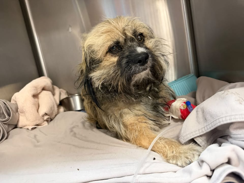 FOUND PET - Wahiawa, Oahu | Stolen Stuff Hawaii