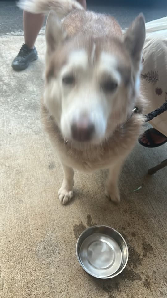 FOUND PET - Hawaii | Stolen Stuff Hawaii