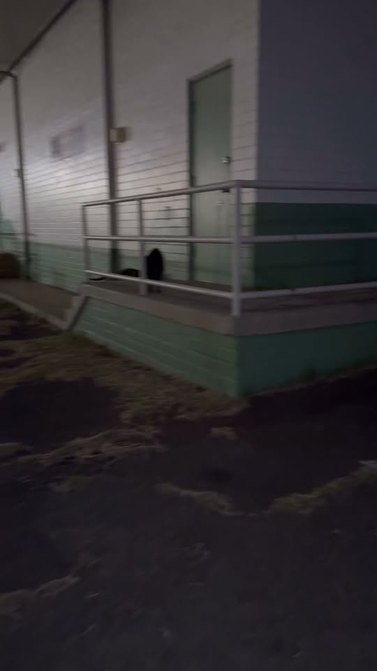 ANIMAL SIGHTING - Kuhio Elementary School, Honolulu, Oahu | Stolen Stuff Hawaii