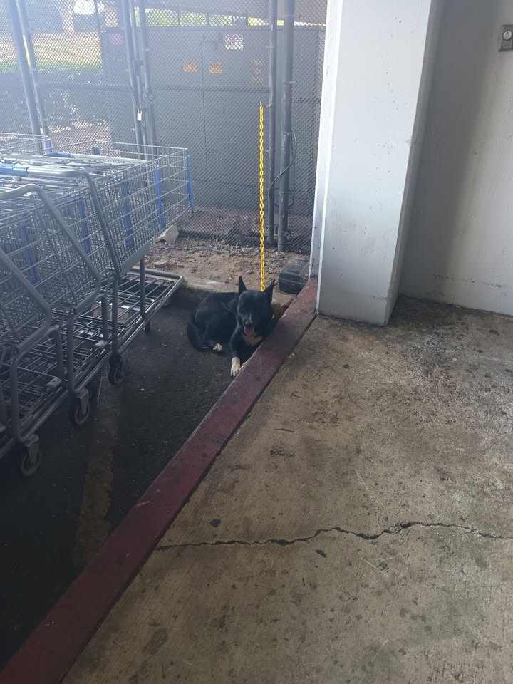 FOUND PET - Sam's Club, Pearl City, Oahu | Stolen Stuff Hawaii