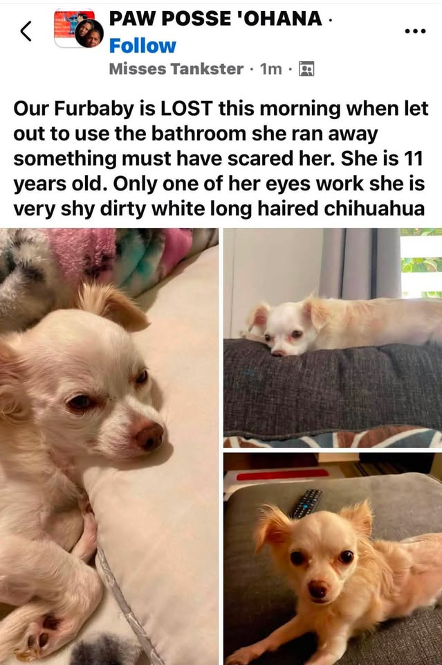 LOST PET - WestLoch Fairways, Honolulu, Oahu | Stolen Stuff Hawaii