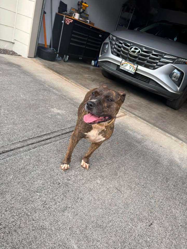 FOUND PET - Ocean Pointe, Ewa Beach, Oahu | SSH Search