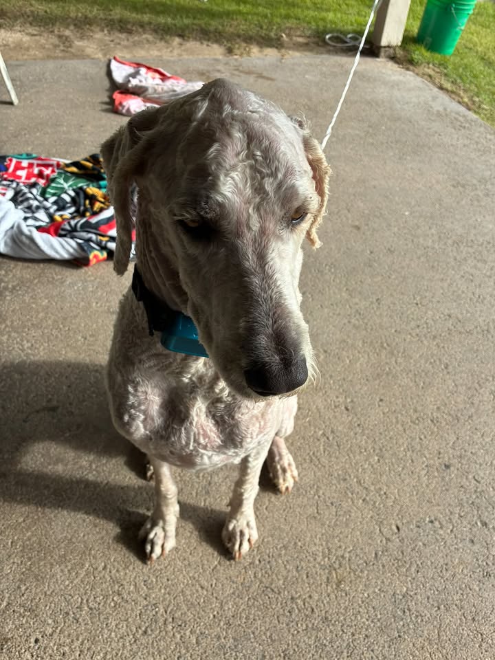 FOUND PET - Laie Beach, Laie, Oahu | SSH Search