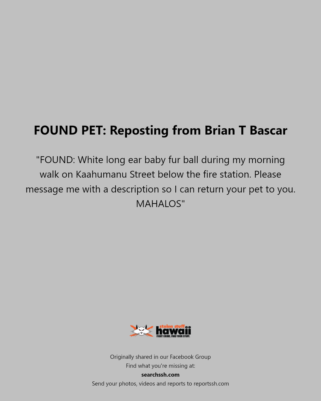 FOUND PET - Kaahumanu Street, Honolulu, Oahu | Stolen Stuff Hawaii