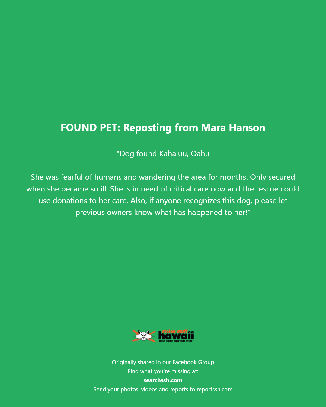 FOUND PET - Kahaluu, Oahu | Stolen Stuff Hawaii