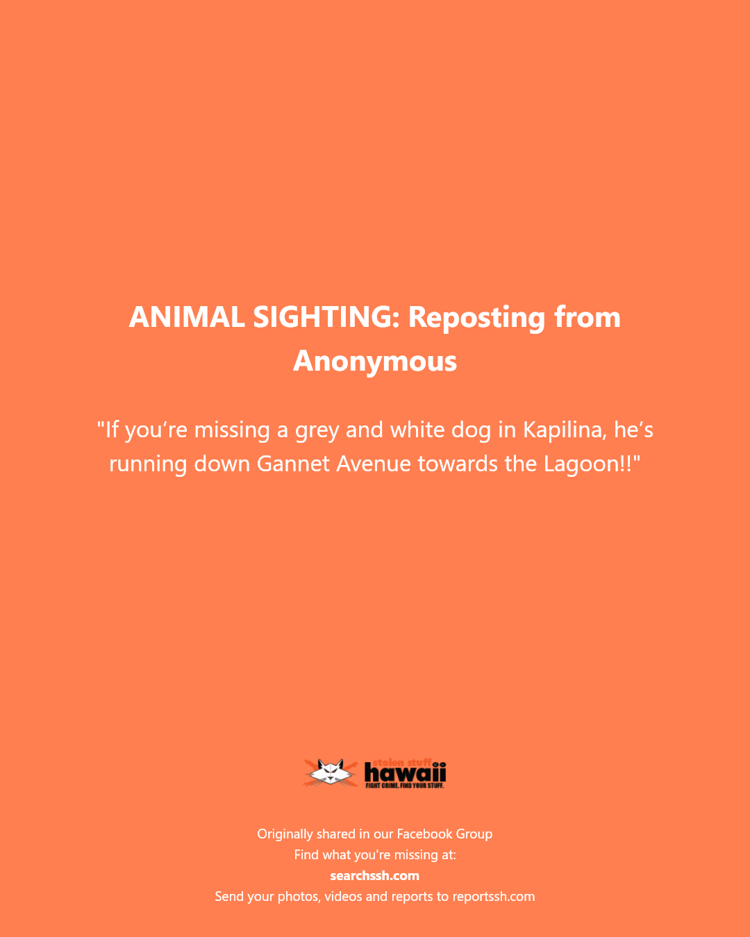 ANIMAL SIGHTING - Kapilina, Gannet Avenue, Lagoon | Stolen Stuff Hawaii