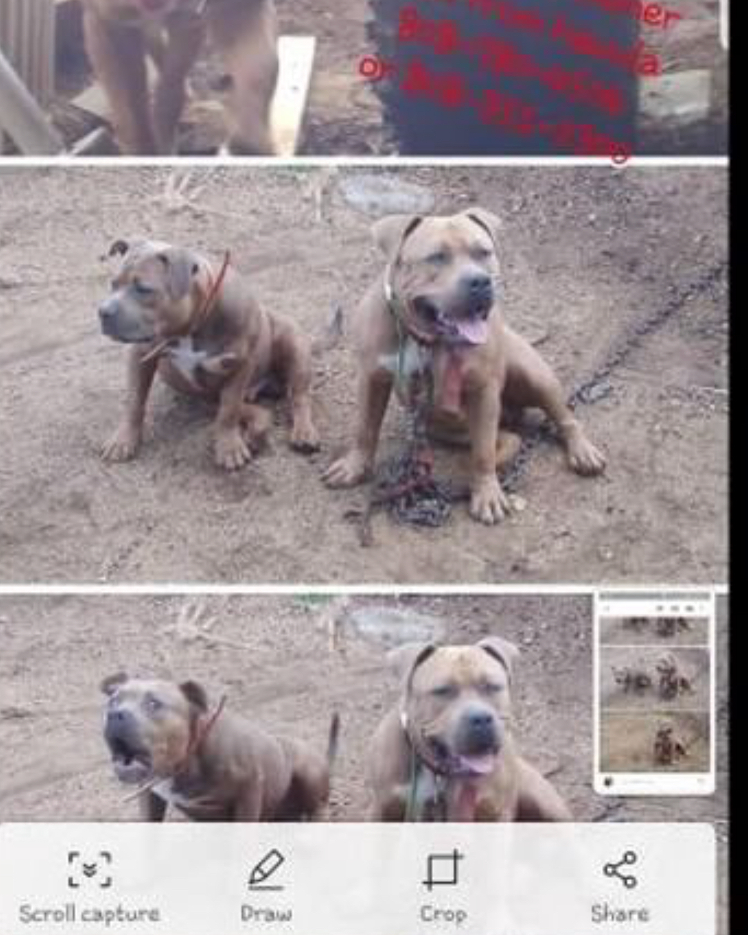 LOST PET - Kaneohe, Oahu | SSH Search