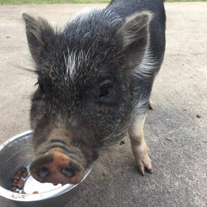 LOST PET - Hauula, Oahu | SSH Search
