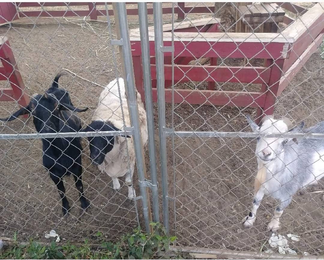 THEFT - Hoa Aina O Makaha farm, Makaha | SSH Search