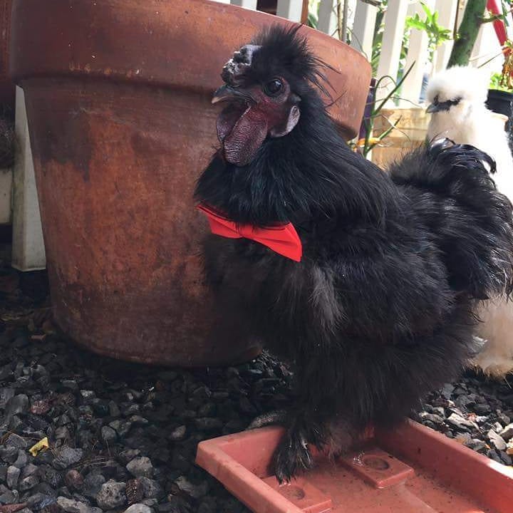 LOST PET - Waialua, Oahu | SSH Search
