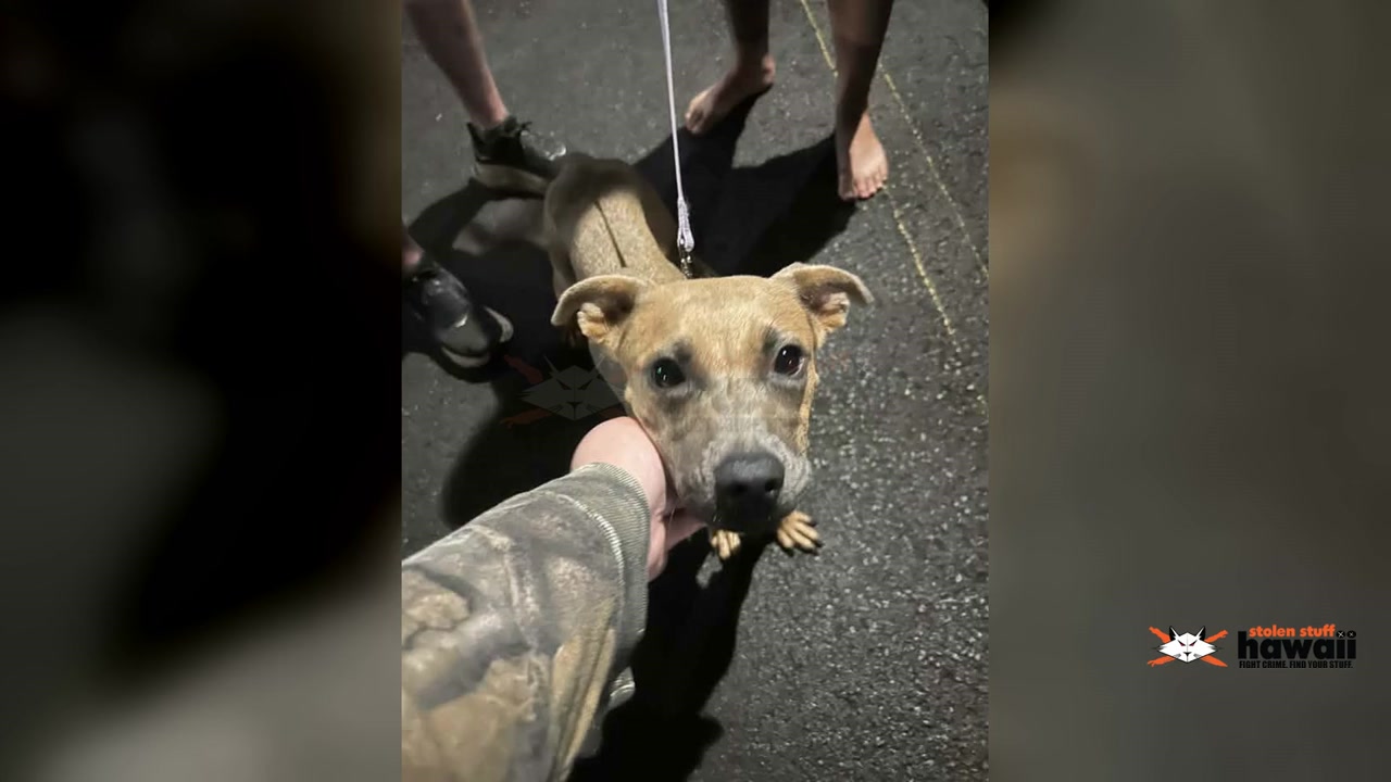 ANIMAL ABUSE - Oahu | Stolen Stuff Hawaii