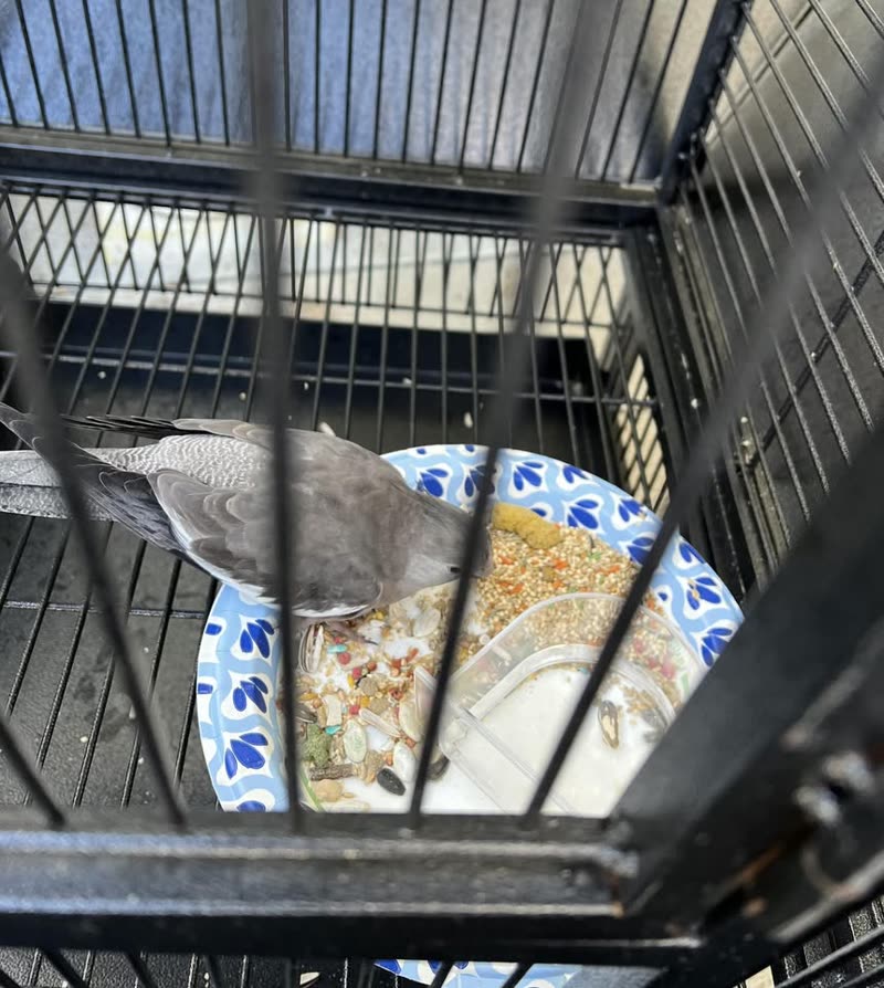 FOUND PET - Kalihi, Honolulu, Oahu | SSH Search