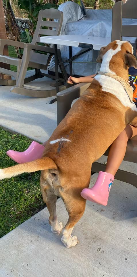 LOST PET - Kalama Valley, Oahu
Hawaiian Humane Society, Oahu | SSH Search