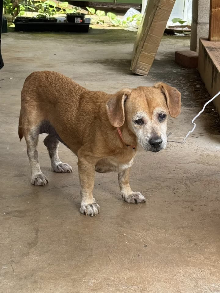 FOUND PET - Aina Haina, Honolulu, Oahu | SSH Search