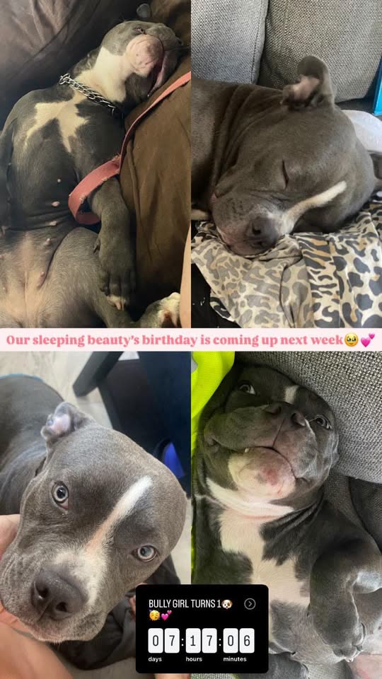 LOST PET - Waimanalo Homestead, Ala Koa Street, Oahu | SSH Search