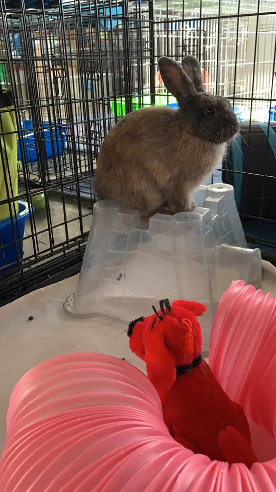 LOST PET - Upper Makakilo, Oahu | SSH Search