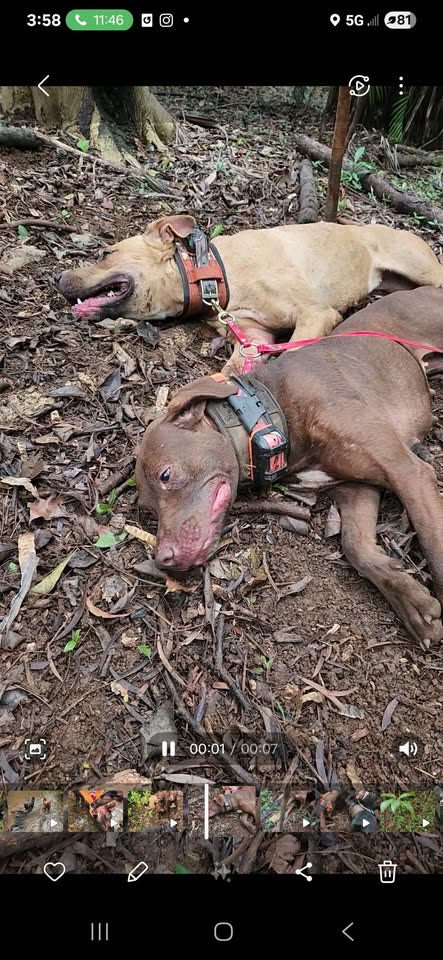 LOST PET - Wahiawa, Oahu | SSH Search