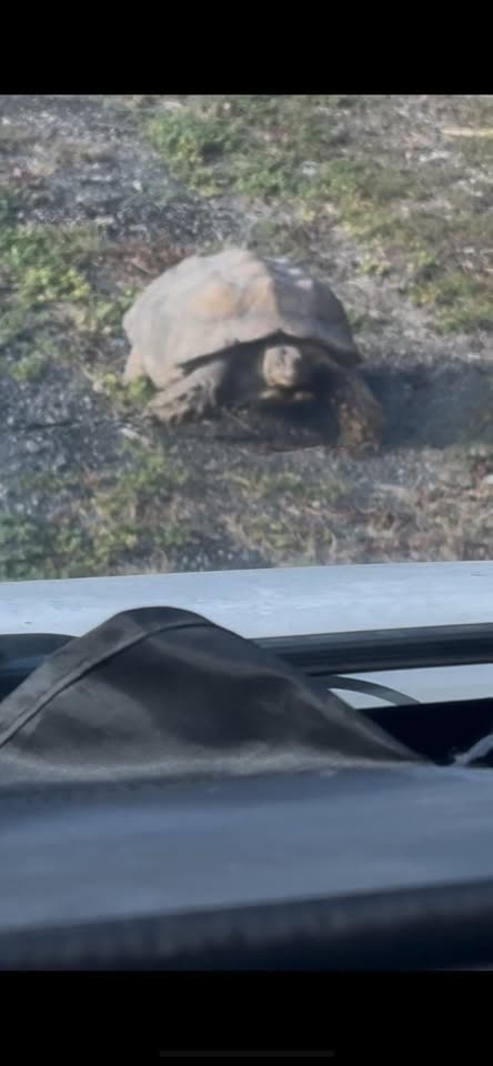 FOUND PET - Pasha, Kapolei, Oahu | SSH Search