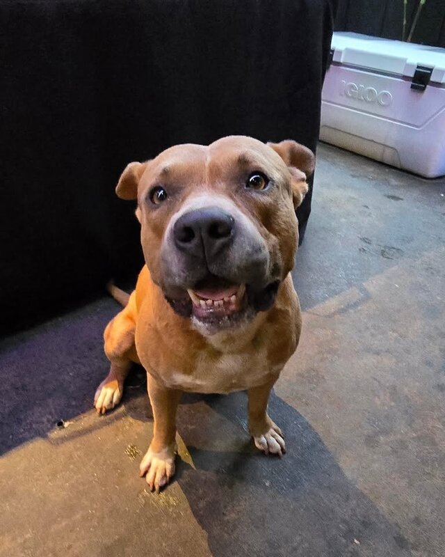 FOUND PET - Waipio/Mililani area | SSH Search