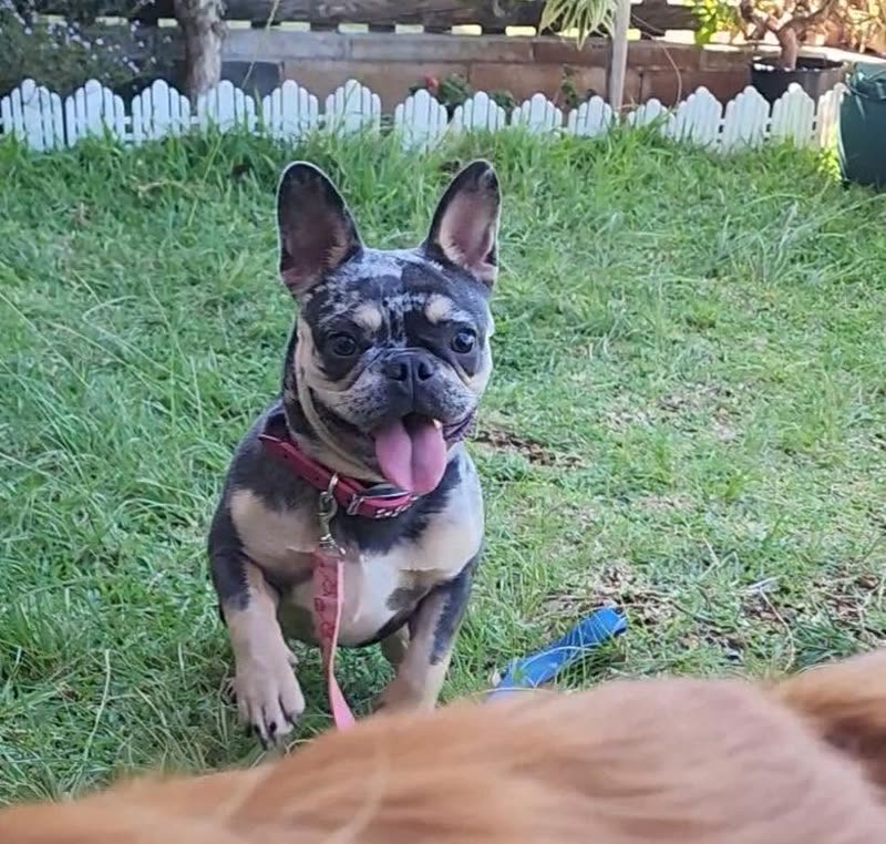 LOST PET - Hale Ola, Pearl City, Oahu | SSH Search