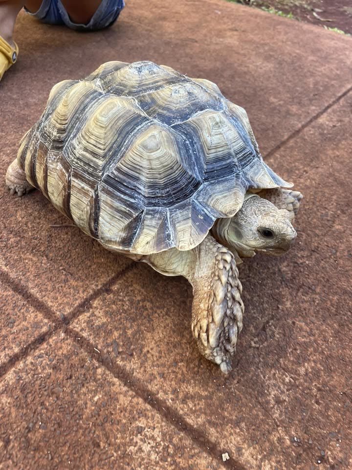 FOUND PET - Mililani, Oahu | SSH Search