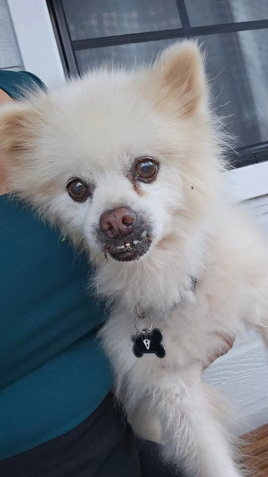 FOUND PET - Westloch Estates, Oahu | SSH Search