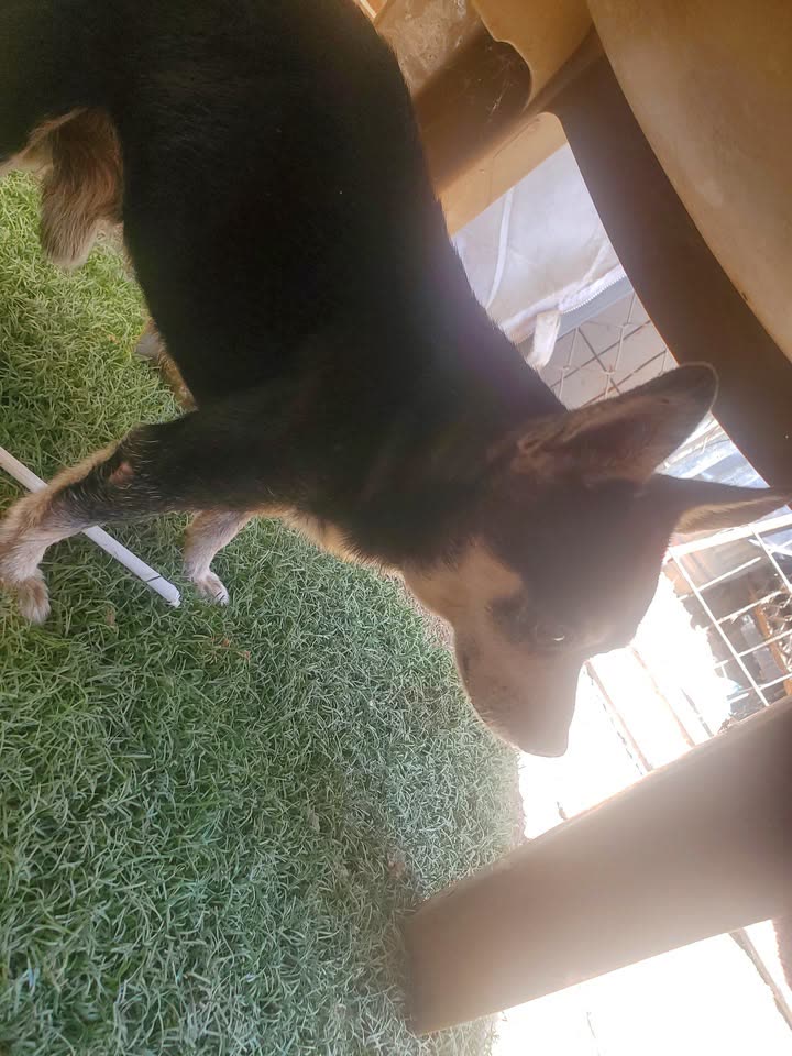 FOUND PET - Hawaii SPCA | SSH Search