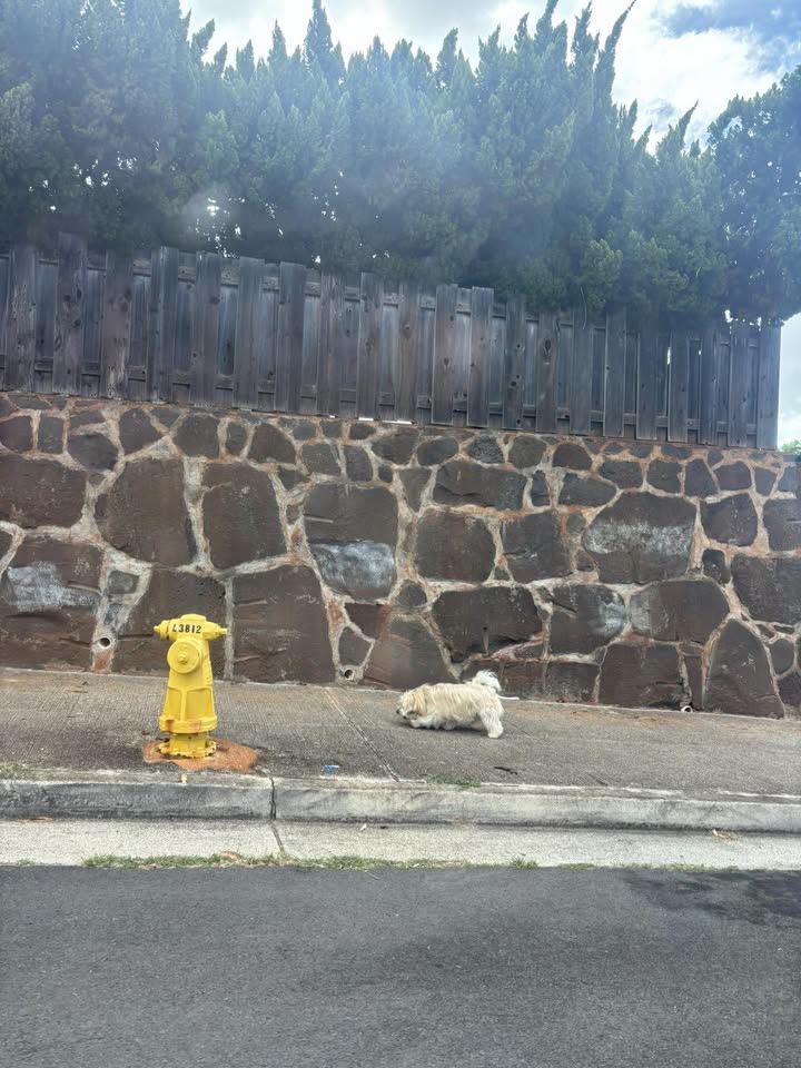 LOST PET - Village Park, Laukani Street and Alapine Street, Hawaii | SSH Search