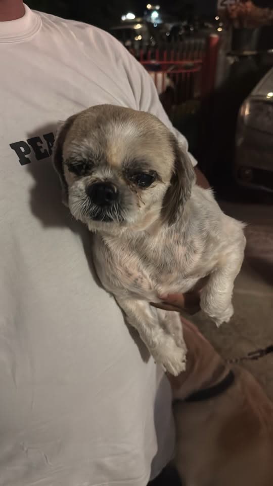 FOUND PET - Kuhaulua Street, Hawaii Kai, Oahu | SSH Search