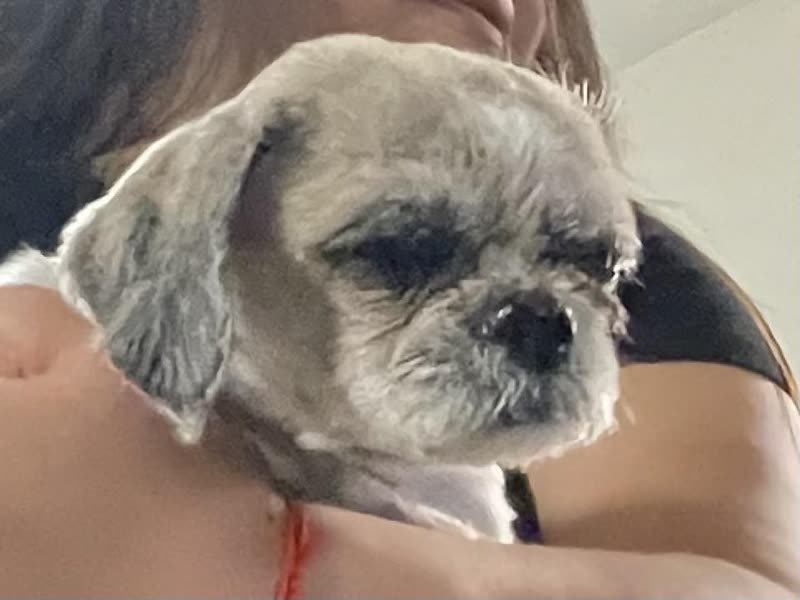 FOUND PET - Kuhaulua Street, Waipahu | SSH Search