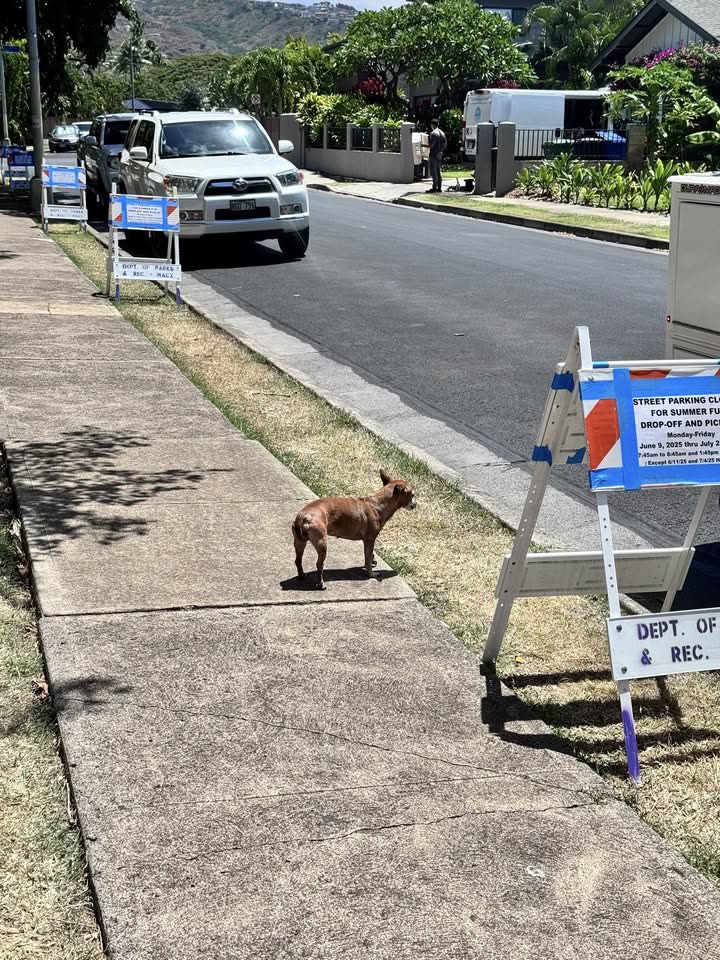 ANIMAL SIGHTING - Moa Street, Kahala District Park, Honolulu, Oahu | SSH Search