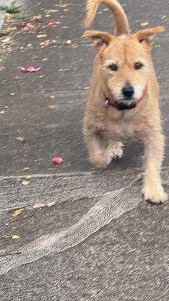 FOUND PET - Kaloapau Street, Mililani | SSH Search