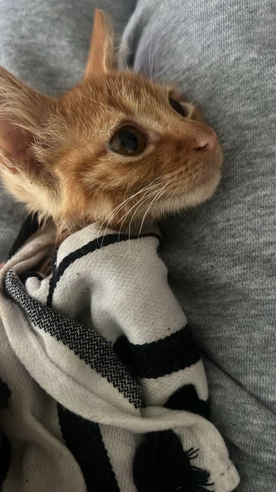 FOUND PET - Hawaii | SSH Search